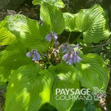 Attēlu rezultāti vaicājumam “Hosta sp.”