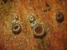 Attēlu rezultāti vaicājumam “Hyphodiscus hymeniophilus”