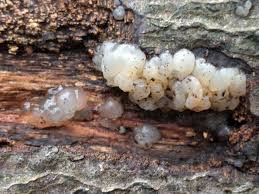 Attēlu rezultāti vaicājumam “Myxarium nucleatum”