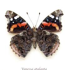 Attēlu rezultāti vaicājumam “Vanessa atalanta underside”