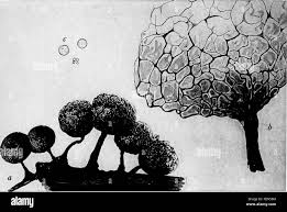 Attēlu rezultāti vaicājumam “Cribraria macrocarpa”