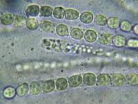 Attēlu rezultāti vaicājumam “Hypocrea pulvinata”