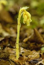 Attēlu rezultāti vaicājumam “Monotropa hypopitys flower”