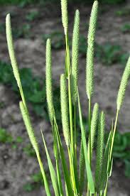 Attēlu rezultāti vaicājumam “Phleum phleoides fruit”