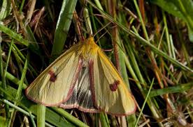 Attēlu rezultāti vaicājumam “Diacrisia sannio male”