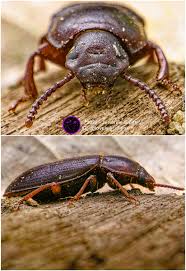 Attēlu rezultāti vaicājumam “Tenebrionidae”