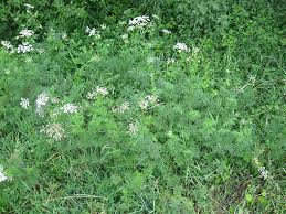 Image result for Chaerophyllum aureum