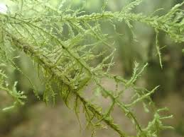 Attēlu rezultāti vaicājumam “Neckera complanata sporophyte”