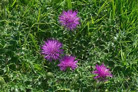 Attēlu rezultāti vaicājumam “Cirsium acaule flower”