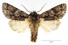 Attēlu rezultāti vaicājumam “Acronicta auricoma larva”