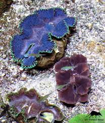 Image result for tridacna