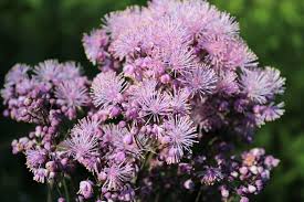 Attēlu rezultāti vaicājumam “Thalictrum aquilegifolium flower”
