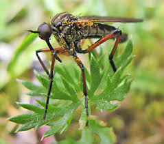 Attēlu rezultāti vaicājumam “Paramesus obtusifrons”