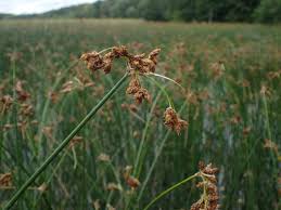 Attēlu rezultāti vaicājumam “Schoenoplectus lacustris subsp. lacustris”