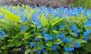 Image result for Omphalodes verna
