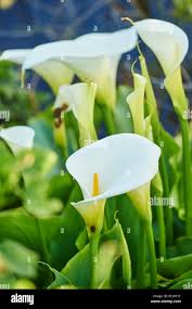 Attēlu rezultāti vaicājumam “Calla palustris flower”