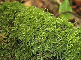 Attēlu rezultāti vaicājumam “Eurhynchium angustirete”