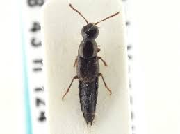 Attēlu rezultāti vaicājumam “Quedius dilatatus”