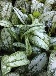 Image result for Pulmonaria Silverado