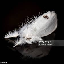 Attēlu rezultāti vaicājumam “Euproctis similis”