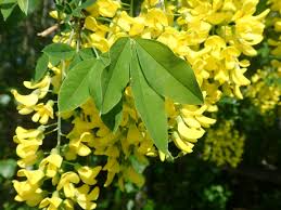 Attēlu rezultāti vaicājumam “Laburnum anagyroides”