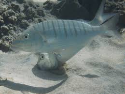 Image result for Lithognathus lithognathus