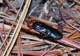 Attēlu rezultāti vaicājumam “Pamphiliidae”