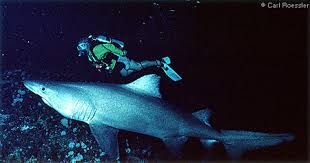 Image result for Odontaspis ferox