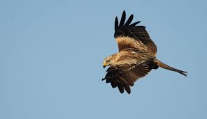 Image result for Kite Ireland