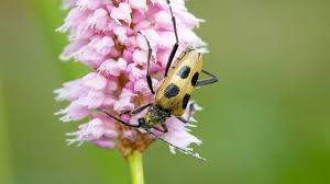 Attēlu rezultāti vaicājumam “Pachyta quadrimaculata”