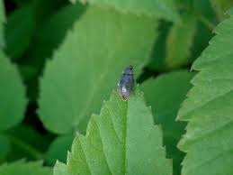 Attēlu rezultāti vaicājumam “Byturus tomentosus”