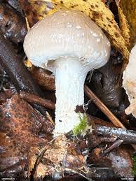 Attēlu rezultāti vaicājumam “Diderma montanum macro”