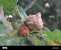 Attēlu rezultāti vaicājumam “Andricus foecundatrix”