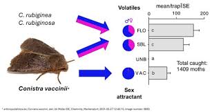 Attēlu rezultāti vaicājumam “Conistra rubiginea”