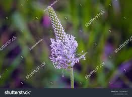 Attēlu rezultāti vaicājumam “Plantago media bud”