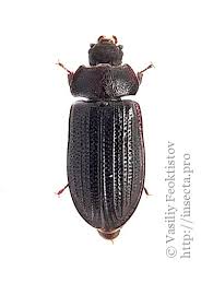 Attēlu rezultāti vaicājumam “Grynocharis oblonga”