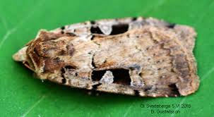 Attēlu rezultāti vaicājumam “Xestia triangulum”