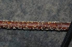 Attēlu rezultāti vaicājumam “Lachnum corticale”