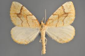 Attēlu rezultāti vaicājumam “Eulithis sp.”