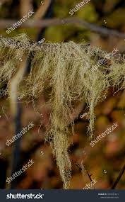 Attēlu rezultāti vaicājumam “Bryoria capillaris”