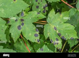 Attēlu rezultāti vaicājumam “Rhytisma acerinum”