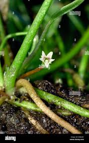 Attēlu rezultāti vaicājumam “Limosella aquatica”