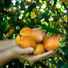 Attēlu rezultāti vaicājumam “Betula humilis fruit”