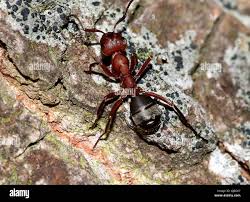 Attēlu rezultāti vaicājumam “Formica rufa”