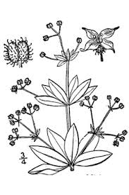 Attēlu rezultāti vaicājumam “Galium triflorum fruit”