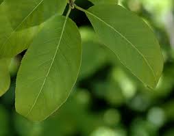 Attēlu rezultāti vaicājumam “Euonymus verrucosus leaf”