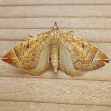 Attēlu rezultāti vaicājumam “Eulithis testata”