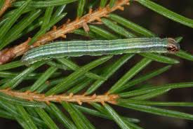 Attēlu rezultāti vaicājumam “Macaria signaria”