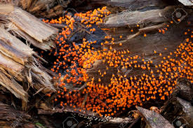 Attēlu rezultāti vaicājumam “Trichia varia young”