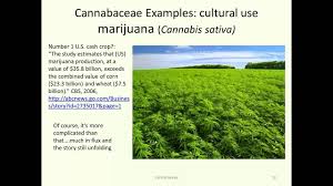 Attēlu rezultāti vaicājumam “Cannabaceae”
